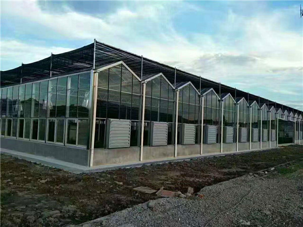 江西省贛州贛縣江口鎮全玻璃溫室